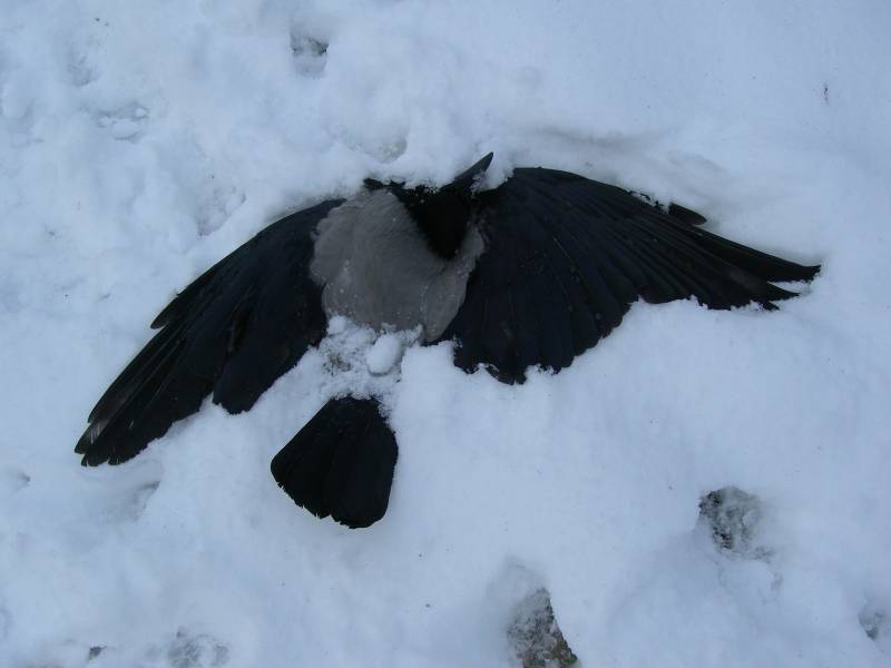 Martwy ptak w niegu. Listopad 2007. Fot.: Braciszek